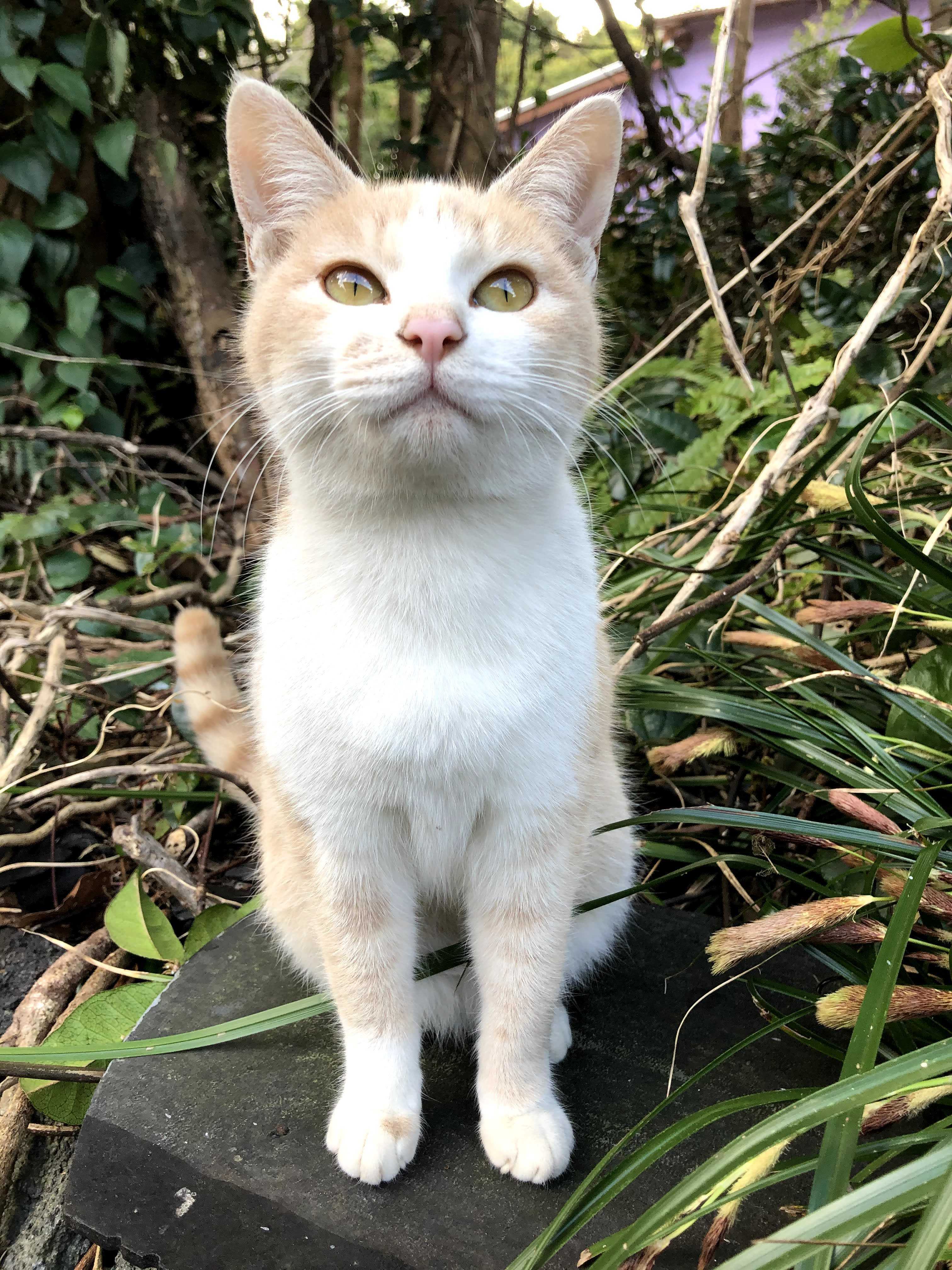 21年02月01日の記事 かぎよし 楽天ブログ