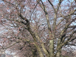 桜幹