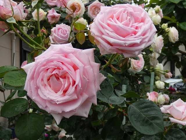 年のバラまとめno 62 羽衣 北側駐車場鉢バラの冬剪定と雪景色 バラの美と香りを求めて 楽天ブログ