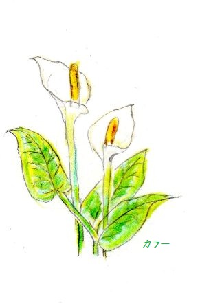 カラー.jpg