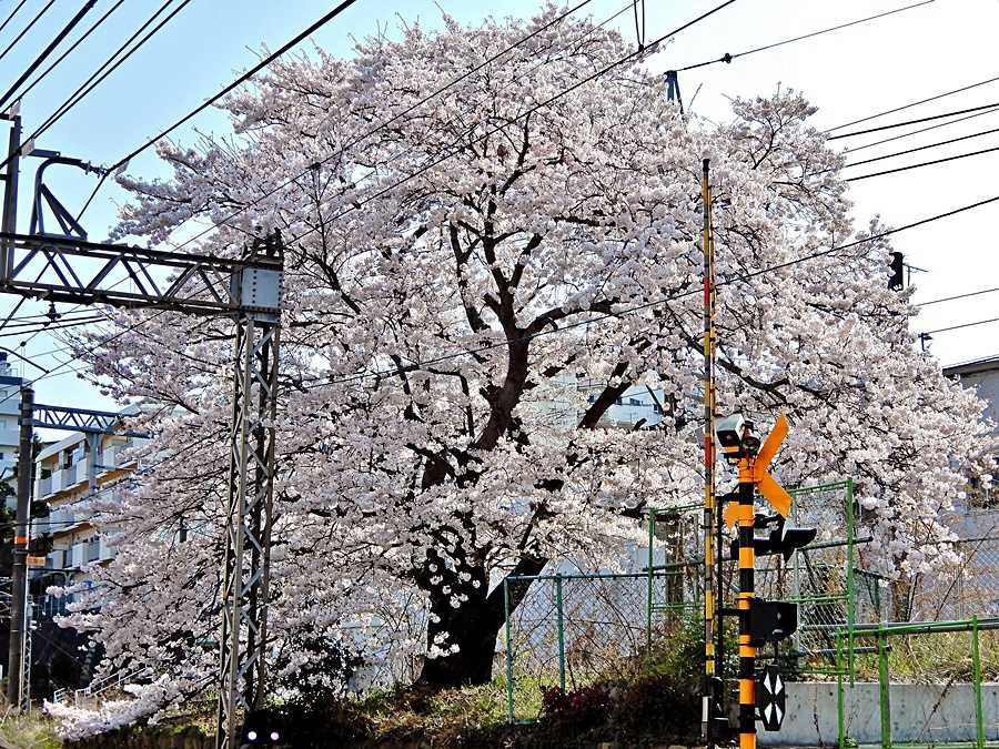 踏切の桜1