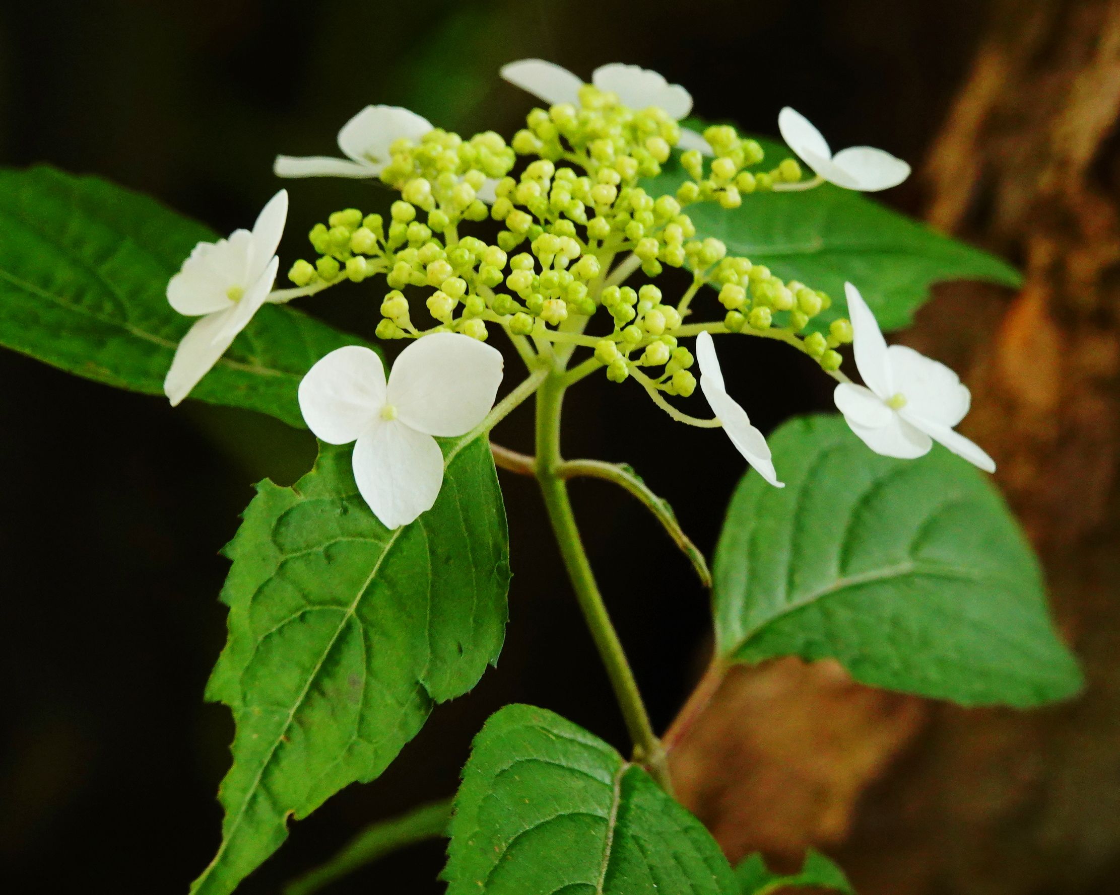 我が家のアジサイ アウトドア親爺の徒然日記 楽天ブログ
