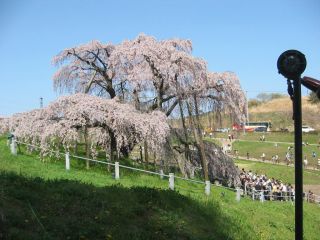 滝桜１.jpg