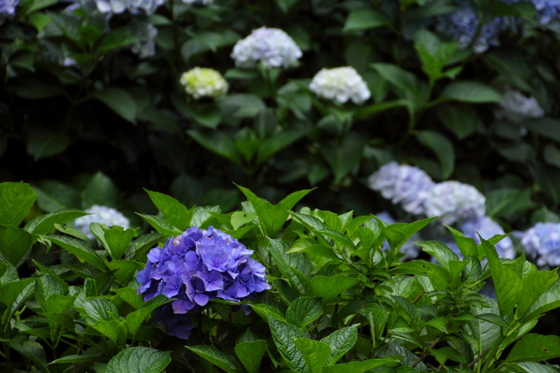 七曲りの紫陽花_05.jpg