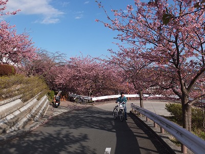 20140315松田山さくらまつり