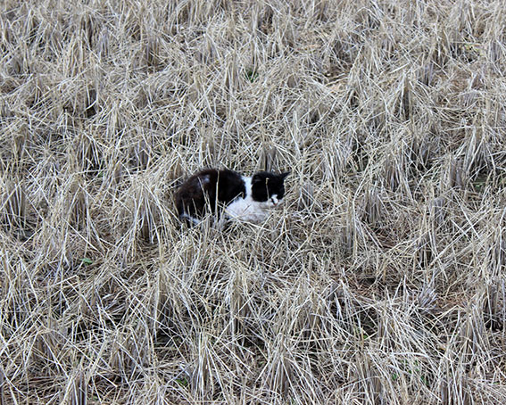 我が家のニャンコ♪2014/04/06-3