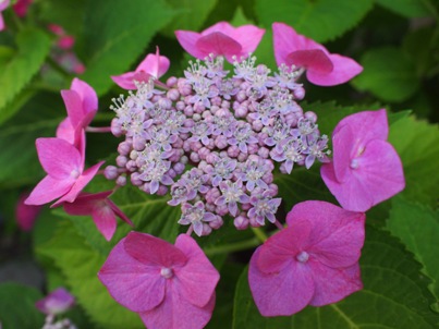 夕方の紫陽花 (7)