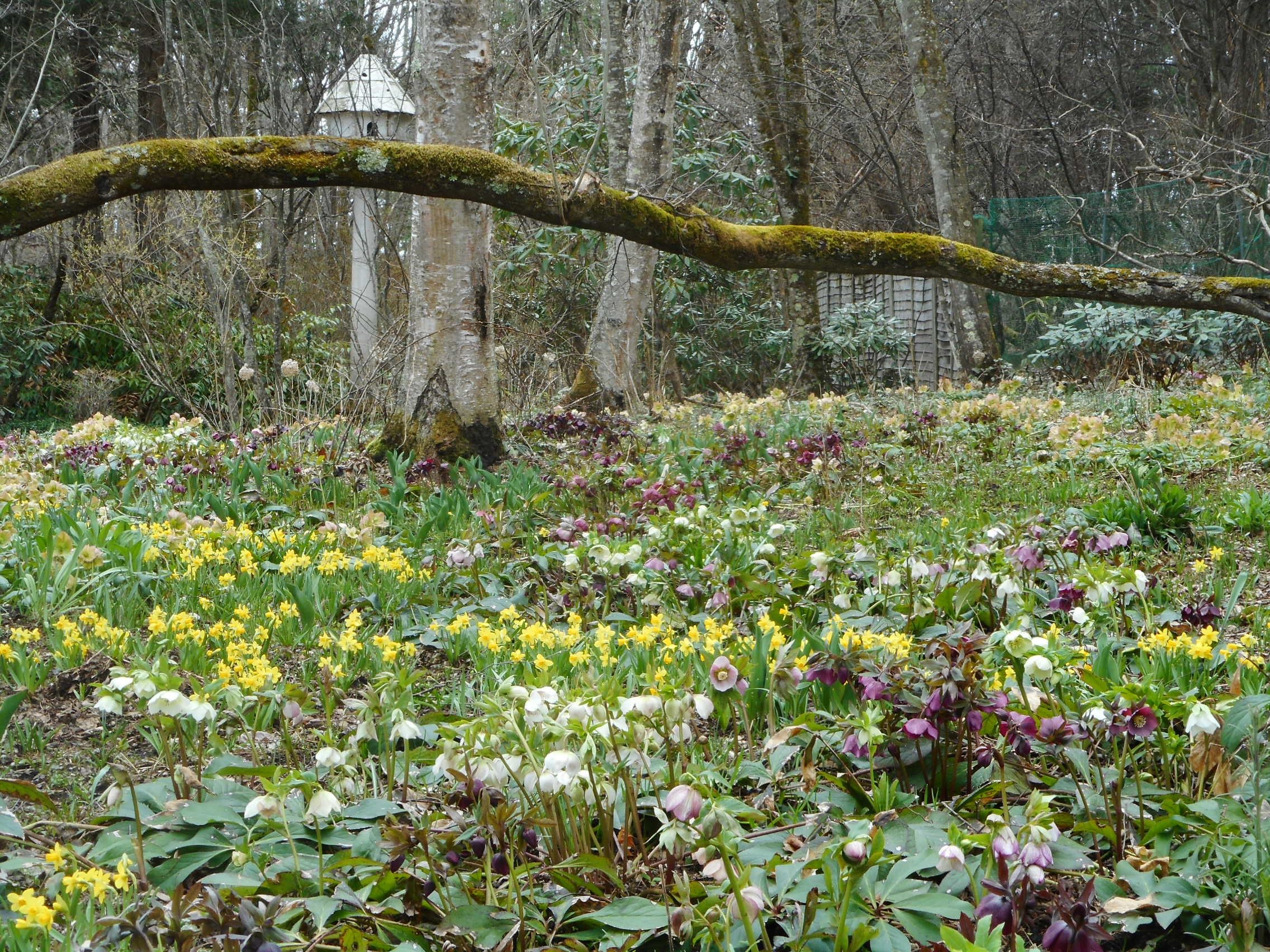 蓼科高原バラクライングリッシュガーデン便り 創業大正十五年 蓼科 親湯温泉 楽天ブログ&新着情報 楽天ブログ
