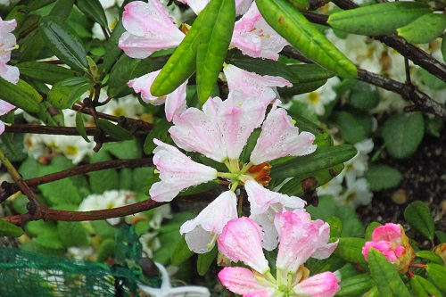 シャクナゲ （石楠花、石南花）