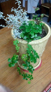 冬の寄せ植え.jpg