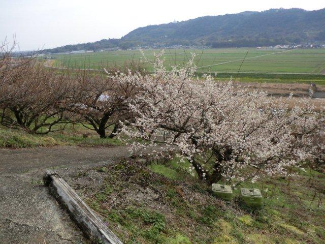 2012_0303_152905-CIMG0374.jpg