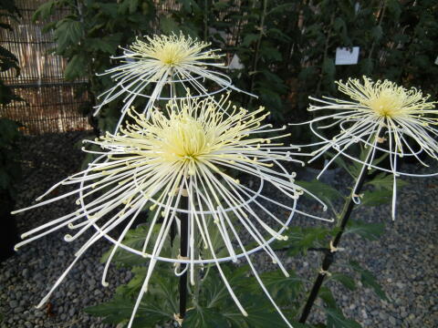 池上本門寺 菊花展