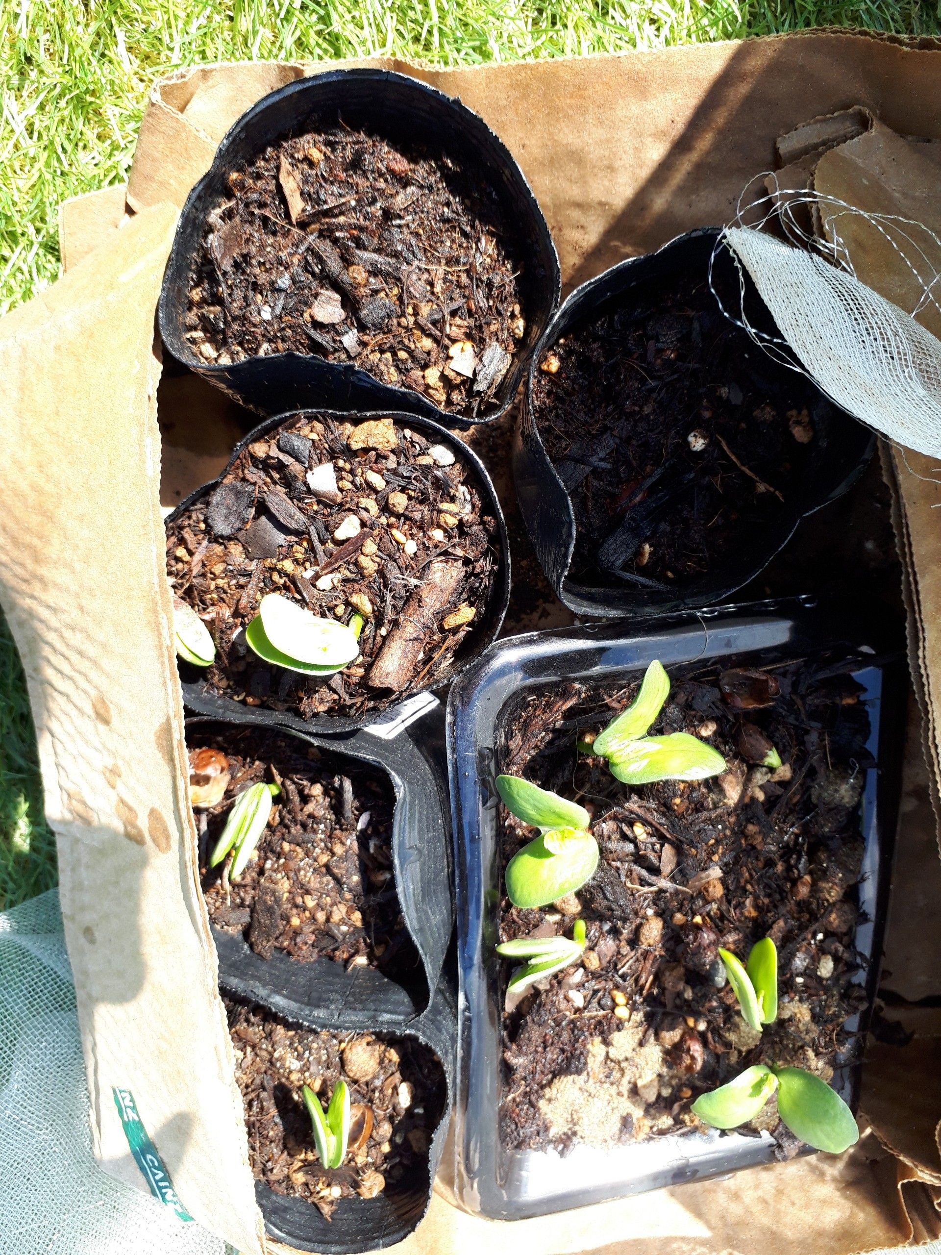 枝豆のプランター栽培と地植えの成長の違い ゆるふわgarden お野菜とお花たちと日々の出来事 楽天ブログ