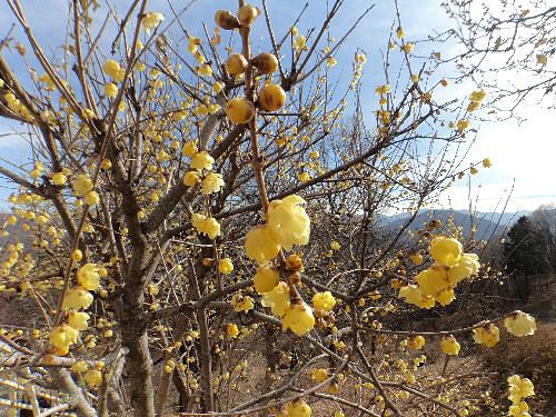 秩父・宝登山497．1m山行で幸せの香り満喫 | やっぱり山と花が好き - 楽天ブログ