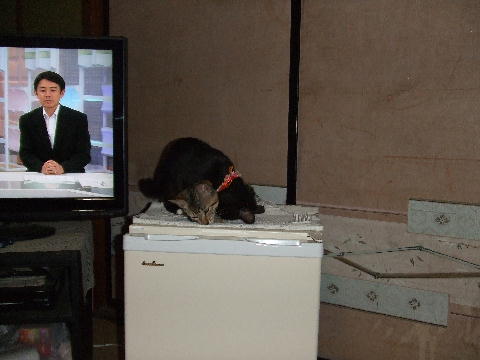 猫7.JPG