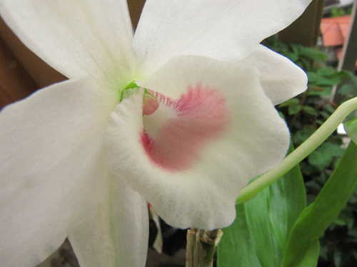 Den.nobileカーネア拡大
