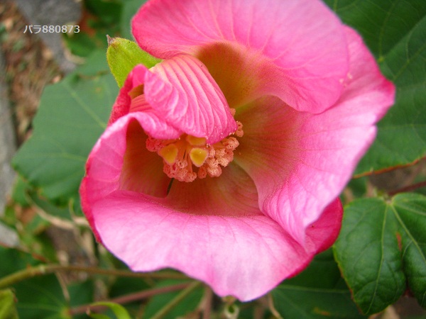 IMG_0520 - コピー (2).JPG