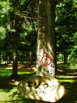 06-19杜歩きレポート (1).JPG