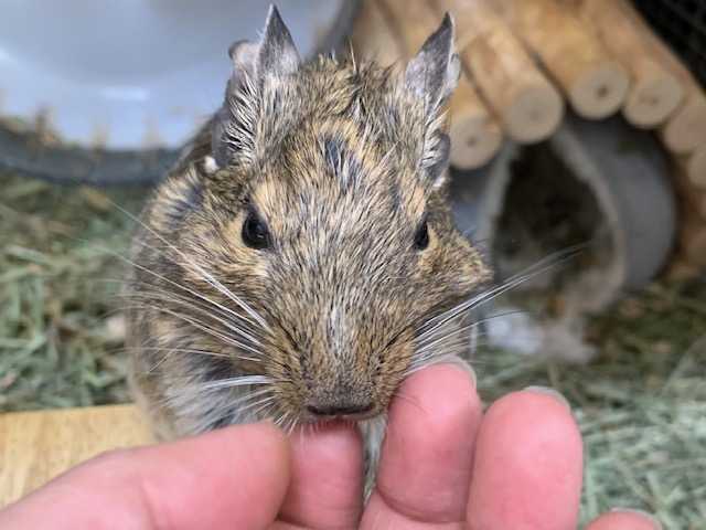 デグー みんな デグーと金魚に癒されちゅう 楽天ブログ