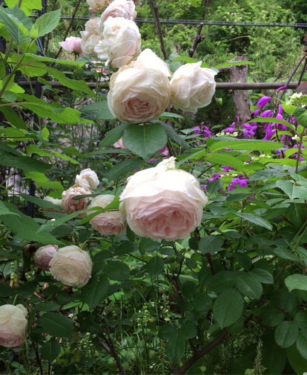 rblog-20170525230413-01.jpg