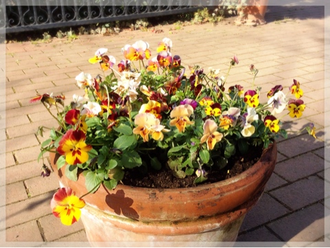 寄せ植え・ビオラ