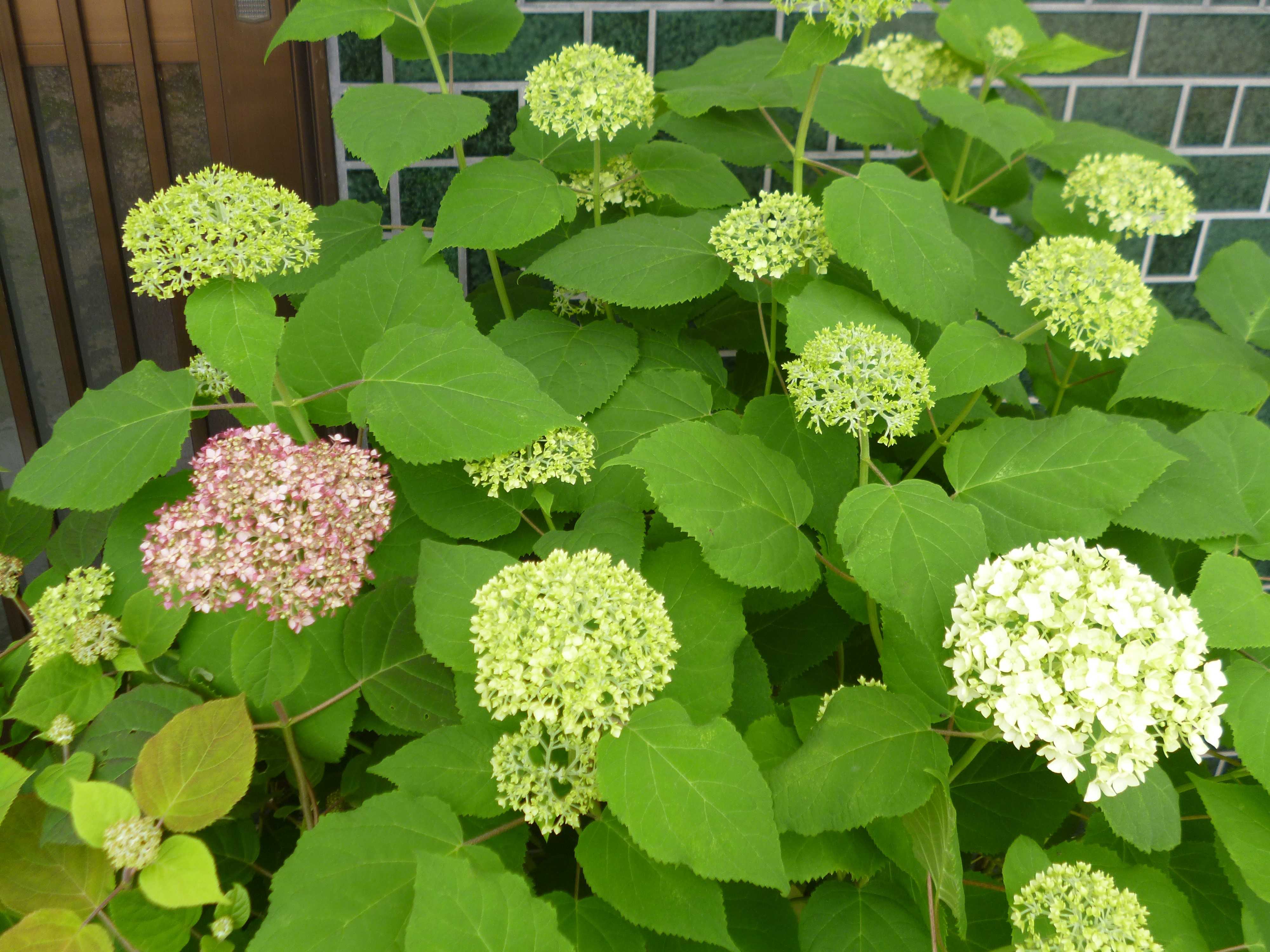 アナベル みんな 雨対策どうやってんのかな | わたしのガーデン - 楽天