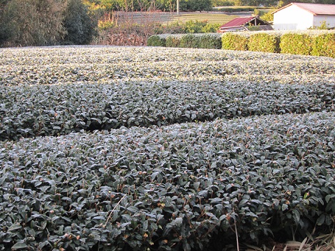 霜で真っ白な茶畑
