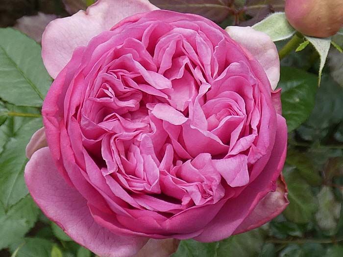 春のバラ ローズポンパドゥール クロードモネ 多くなった二番花 今日の作業液肥と小道作り バラの美と香りを求めて 楽天ブログ
