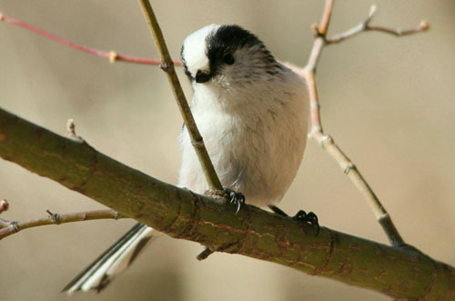 エナガ・日本野鳥の会