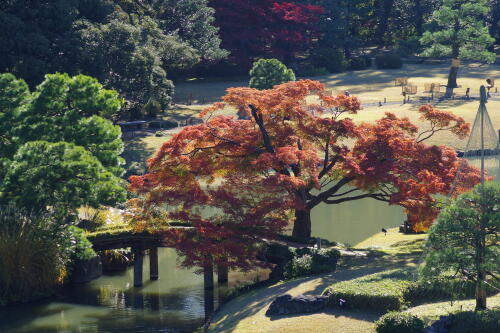 六義園の紅葉