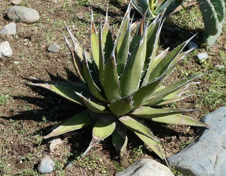 アガベ・パープソラム～植え付けと地植え越冬苗の様子 | 小平太1098の