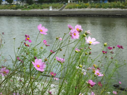 しながわ花海道