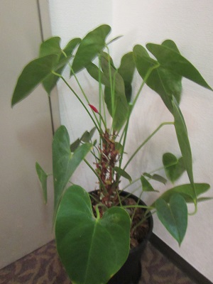 形５植物１.jpg