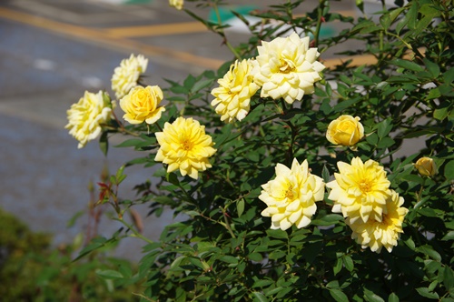 遊歩道のばらの花