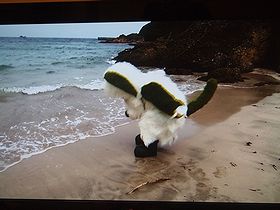 わんわんと海