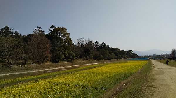 葛井寺から道明寺と梅林ウォーキング  はっはあーのブログ - 楽天ブログ