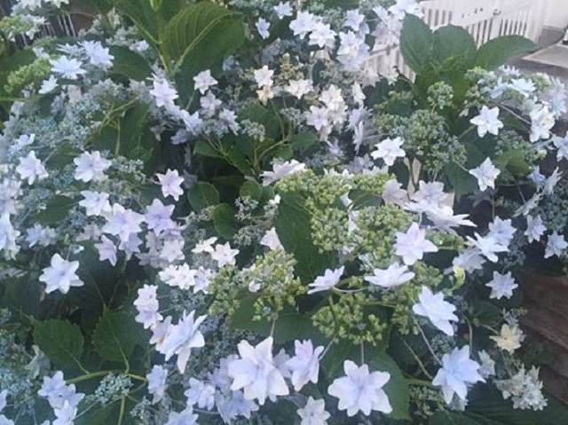 夕暮れ紫陽花.jpg