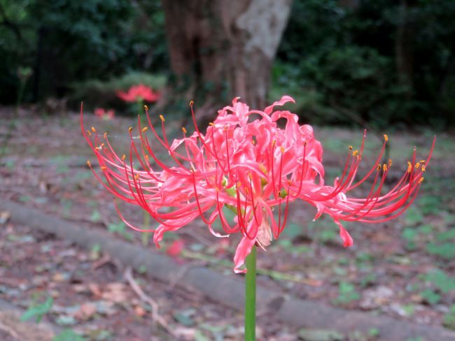 曼珠沙華 4649 たんとの四季折々写真俳句 第３版 楽天ブログ