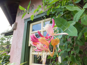 Flower154