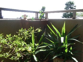 白ゴーヤ・万願寺とうがらし・なす