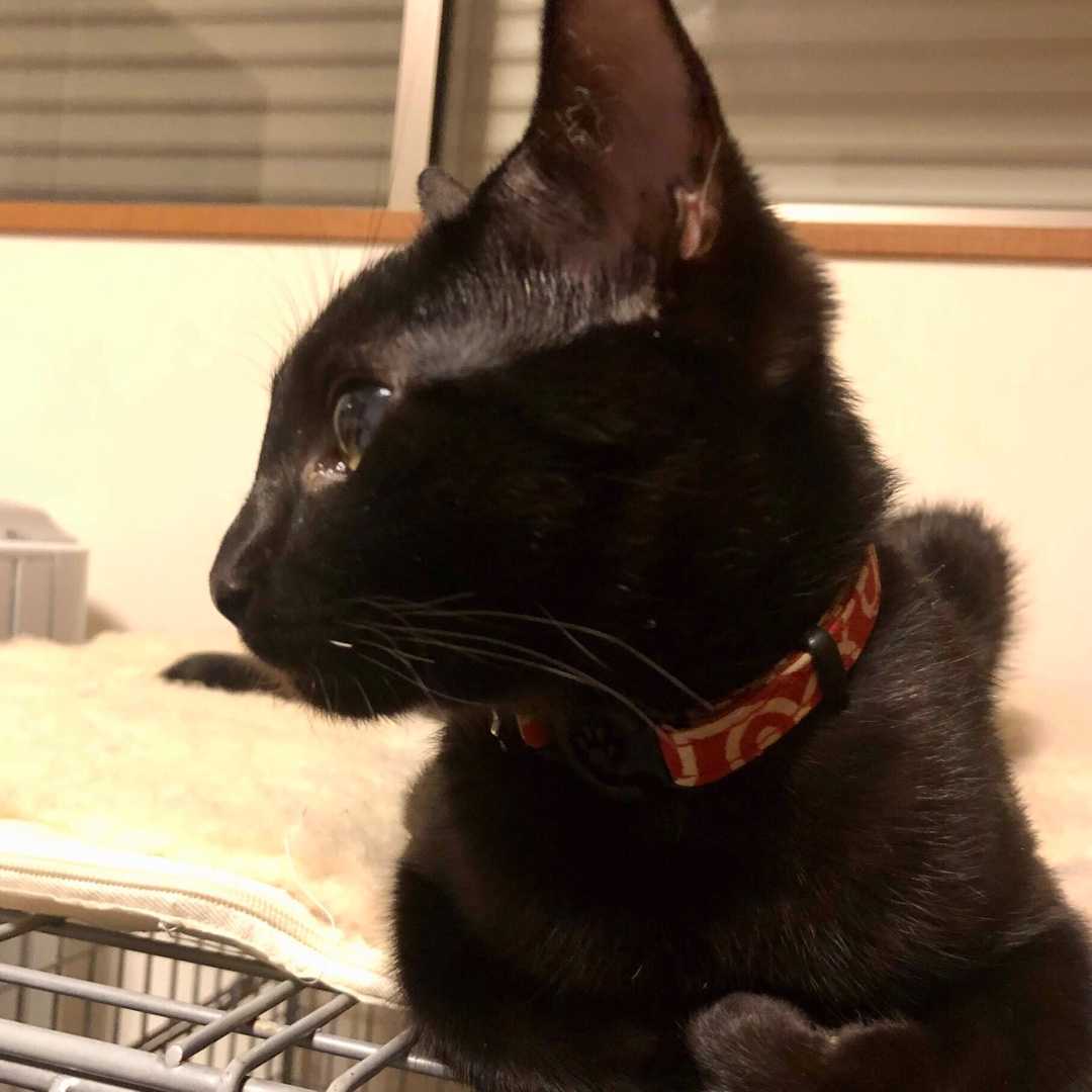 神の白髭 犬と旦那とiga ニャン 楽天ブログ