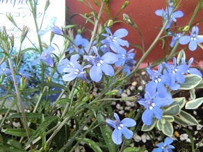 アローズコンパクト