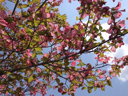 1花水木２450.jpg