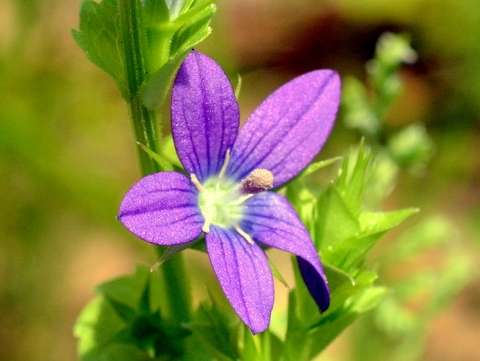 キキョウソウが開花