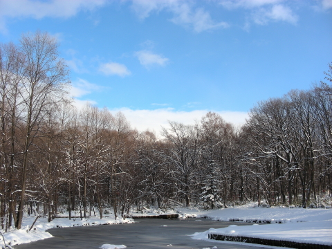 2017-11-20mori9 (2).JPG