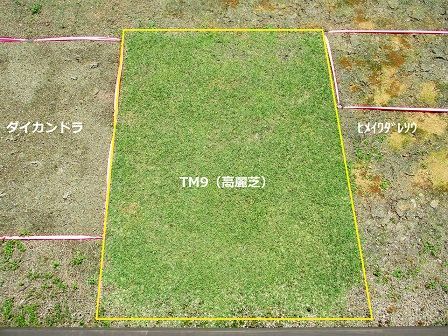 芝生の代わりになるグランドカバーとクラピア 緑の温もりを感じる庭づくり 北限のクラピア 楽天ブログ