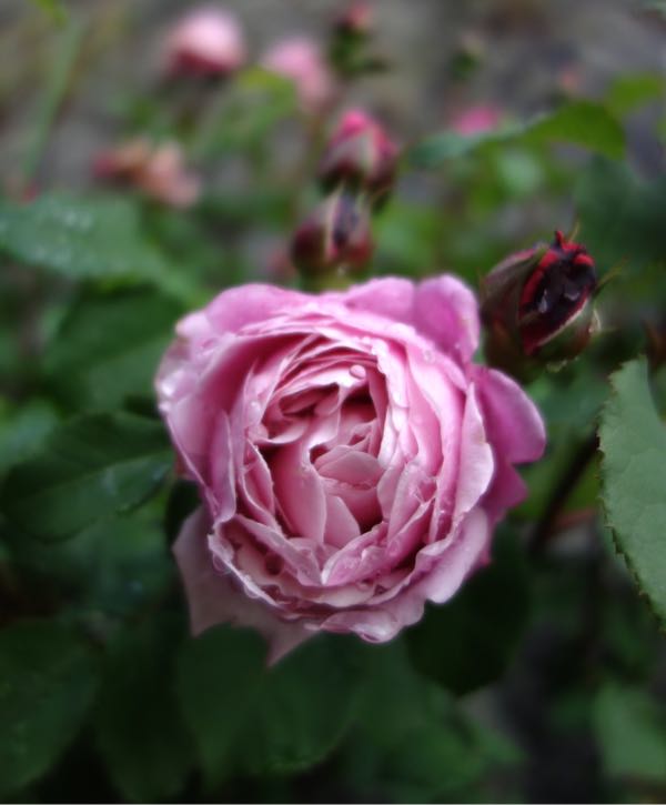 rblog-20180508194218-02.jpg