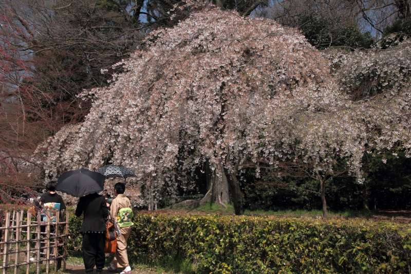 京都御苑_005.jpg