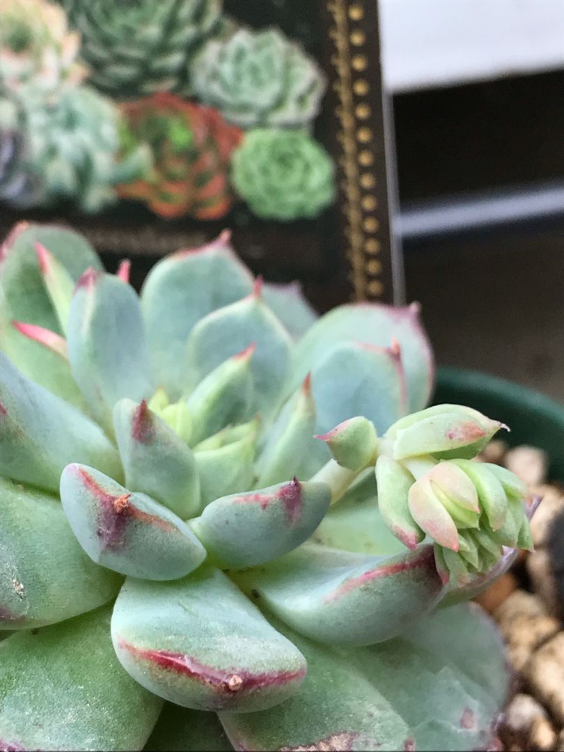 多肉の花芽を切る りんすいのブログ 楽天ブログ