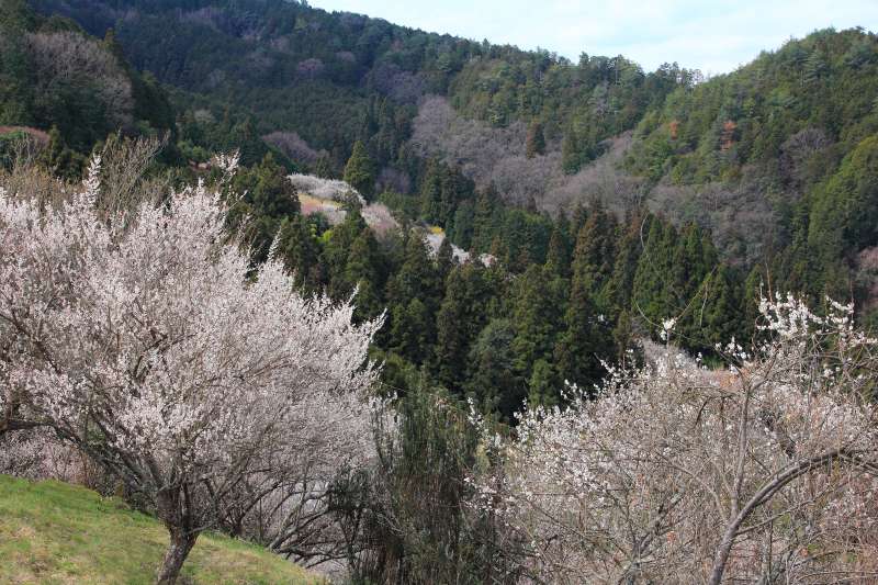 広橋梅林_005.jpg